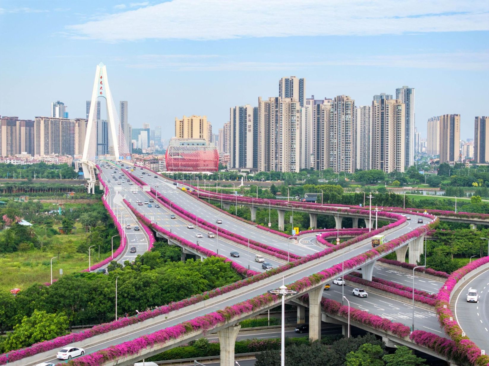 西龙互通的秋天是紫色的，大片簕杜鹃给路“包边” 颜值爆表! 市民在紫色花海中通行，感受“畅安舒美”的路域环境。（摄影：王经纬）