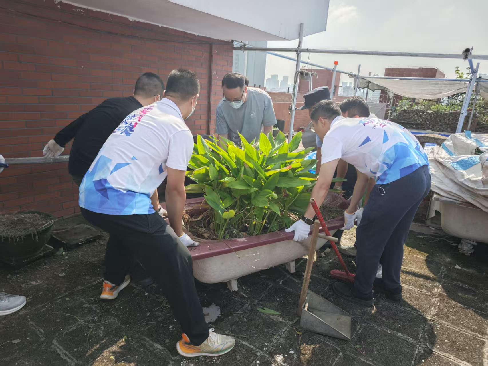 2.党员干部齐心协力搬运花盆杂物。